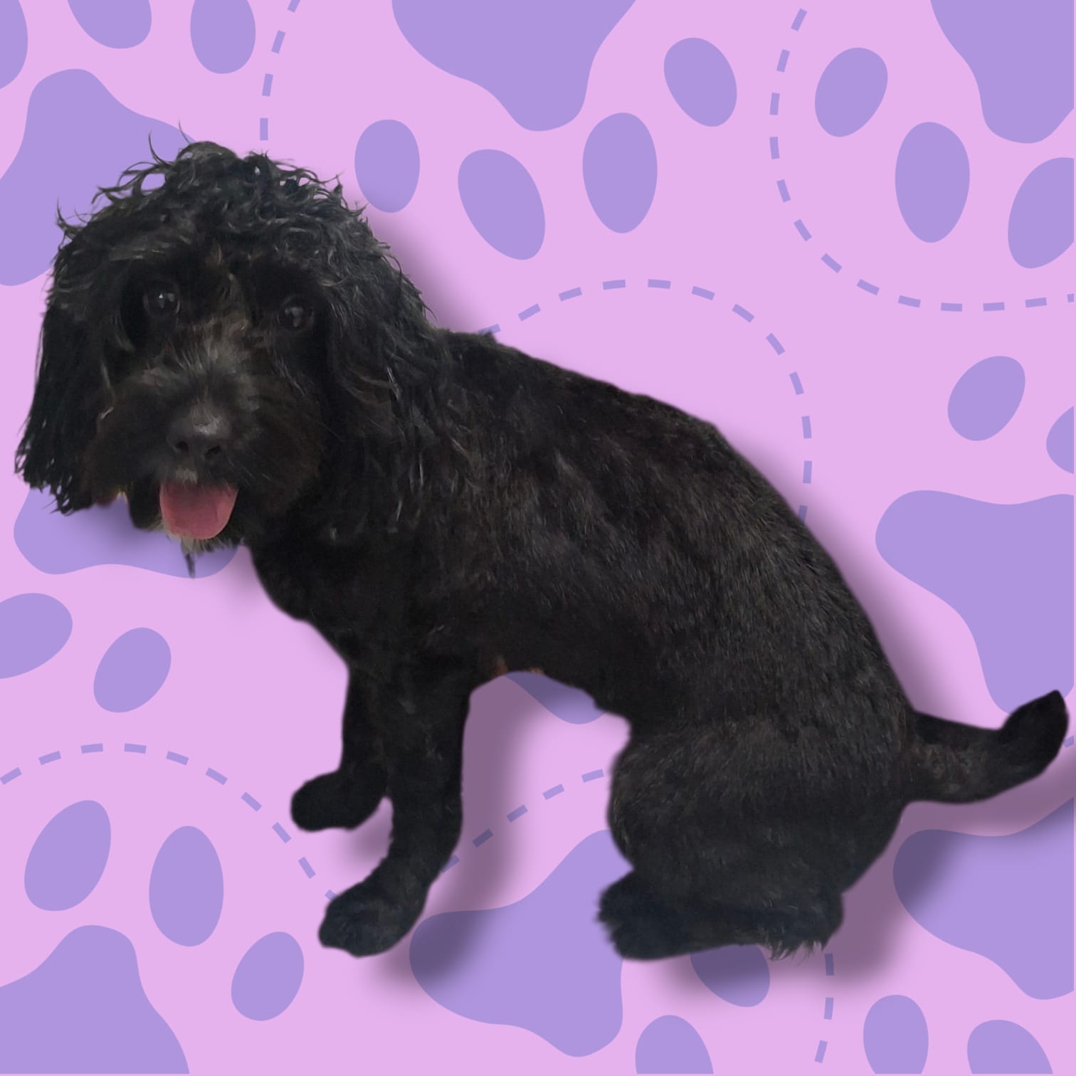 Mixed breed dog grooming Birmingham - all dogs welcome